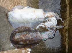 湯浅の磯、ウキ釣り&ヤエン釣りでア…