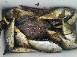 湯浅の磯フカセ釣果〜酒カスでアイゴ・オキアミでグレ