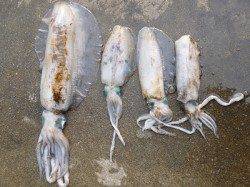 エギングで胴長40cmのアオリイカ♪　湯浅の磯