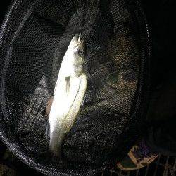 貝塚周辺バチ抜け最終調査〜シーバス2匹ゲット