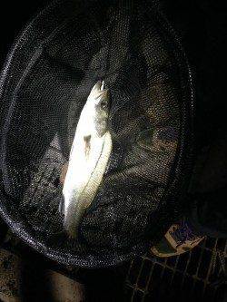 貝塚周辺バチ抜け最終調査〜シーバス2匹ゲット