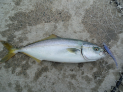 兵庫突堤　ファミリーフィッシングでお子さんがツバス33cm！