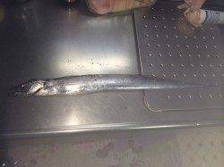 北港　タチウオ狙いのテンヤ釣り釣行