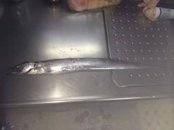 北港　タチウオ狙いのテンヤ釣り釣行