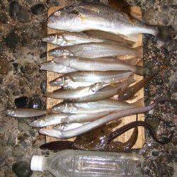 キス狙いで本荘人口島へ〜エサはチロリと青虫を使用