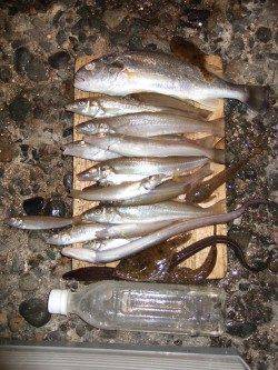 キス狙いで本荘人口島へ〜エサはチロリと青虫を使用