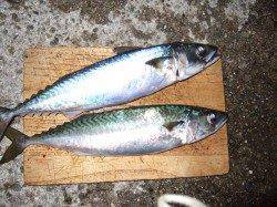 サバを食べたくなって、アジュール舞子にウキ釣りへ♪