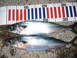 アジュール舞子にサバ狙い〜バラシが多数ありました