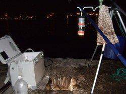 キス狙いで本荘人口島へ〜エサはチロリと青虫を使用