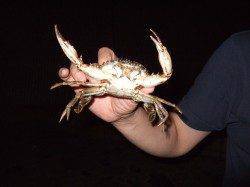 海洋センターへキス狙い〜ちょい投げでキス20匹とセイゴ1匹