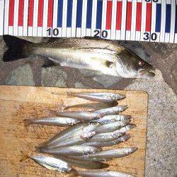 海洋センターへキス狙い〜ちょい投げでキス20匹とセイゴ1匹