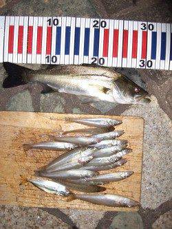 海洋センターへキス狙い〜ちょい投げでキス20匹とセイゴ1匹