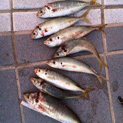 和歌山マリーナシティで好調カゴ天秤　お土産を持って帰れました