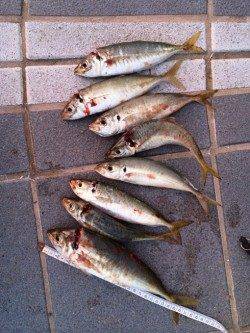 和歌山マリーナシティで好調カゴ天秤　お土産を持って帰れました