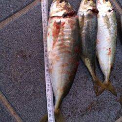 和歌山マリーナシティで好調カゴ天秤　お土産を持って帰れました