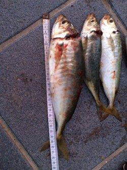 和歌山マリーナシティで好調カゴ天秤　お土産を持って帰れました