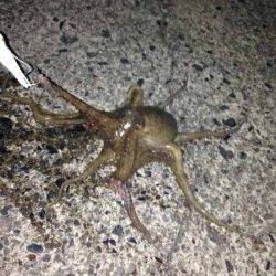 小橋　仕事終わりからのタコ釣りで数釣り☆