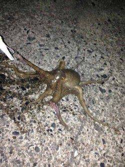 小橋　仕事終わりからのタコ釣りで数釣り☆