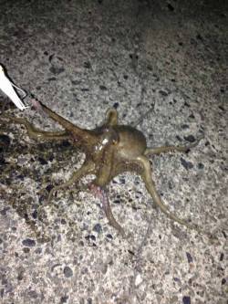 小橋　仕事終わりからのタコ釣りで数釣り☆