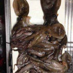 小橋　仕事終わりからのタコ釣りで数釣り☆