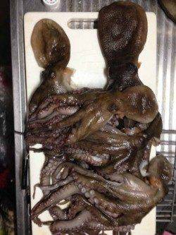 小橋　仕事終わりからのタコ釣りで数釣り☆