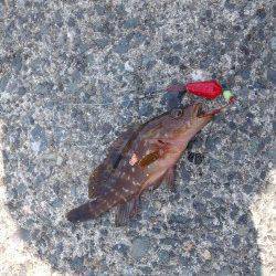 和田海水浴場の波止で投げ&探り&サビキ釣りでキス・アコウ・アジ