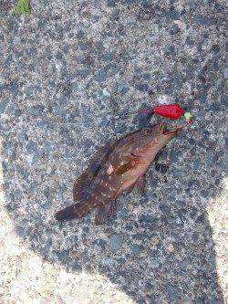 和田海水浴場の波止で投げ&探り&サビキ釣りでキス・アコウ・アジ