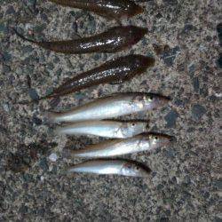 和田海水浴場の波止で投げ&探り&サビキ釣りでキス・アコウ・アジ