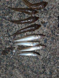 和田海水浴場の波止で投げ&探り&サビキ釣りでキス・アコウ・アジ