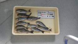 串本エビス地磯　夜釣りでイサギが釣れていま…