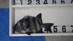 白浜地磯で49.5ｃｍのイシダイ、最後の1投で舞い込みました