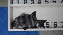 白浜地磯で49.5ｃｍのイシダイ、最後の1…