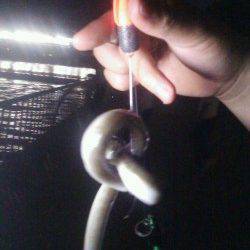 武庫川河口でハゼの釣果、ウナギも釣れました♪