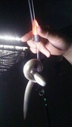 武庫川河口でハゼの釣果、ウナギも釣れました…