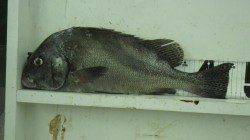 日置川河口　コショウダイ・チヌ釣果