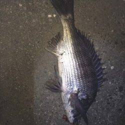 夕方から和歌川でチヌゲーム 35cm程のチヌ