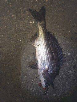 夕方から和歌川でチヌゲーム 35cm程のチヌ