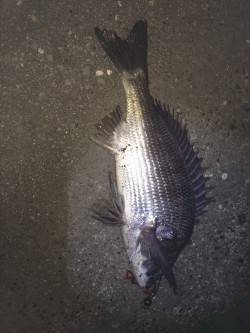 夕方から和歌川でチヌゲーム　35cm程のチ…