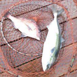 田井の海上釣り堀〜マダイタックルにメジロHITで悪戦苦闘