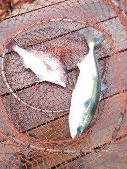 田井の海上釣り堀〜マダイタックルにメジロHITで悪戦苦闘