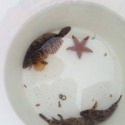 須磨海づり公園　胴突仕掛で探ってアイナメ・ガシラ