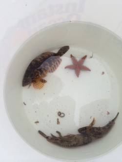 須磨海づり公園　胴突仕掛で探ってアイナメ・…