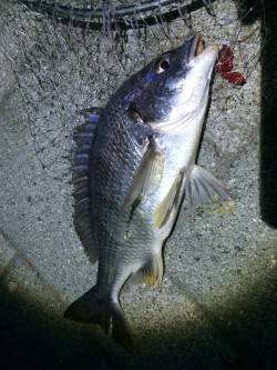 紀ノ川河口　初めてのポイントへのチニング釣…