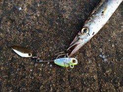 紀ノ川河口　ルアーのカマスゲーム楽しめる