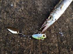 紀ノ川河口　ルアーのカマスゲーム楽しめる