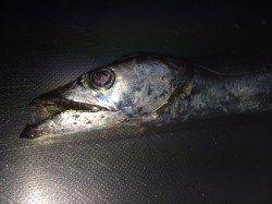 北港　タチウオ狙いのテンヤ釣り釣行