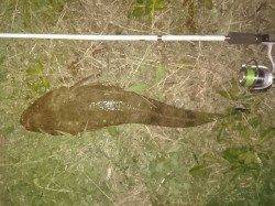 久美浜方面へコチング〜浮かしては走られの繰り返し後マゴチゲット!