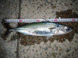 大蔵海岸ウキ釣りで大サバ〜時合いは20時～23時でした