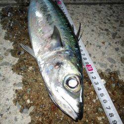 大蔵海岸ウキ釣りで大サバ〜時合いは20時～23時でした