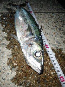 大蔵海岸ウキ釣りで大サバ〜時合いは20時～23時でした